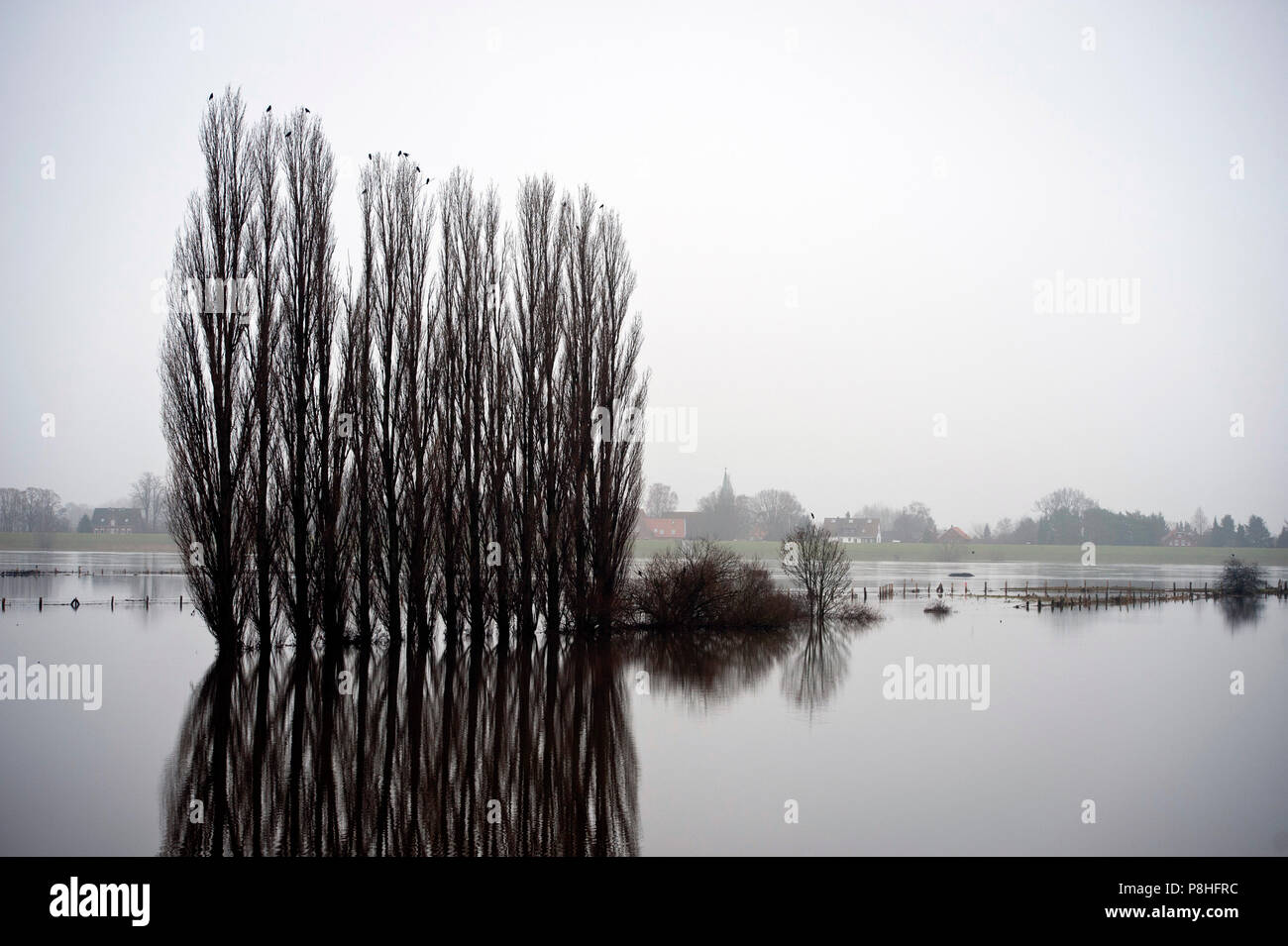 Flut. Hochwasser. Elbe bei Geesthacht. Stockfoto