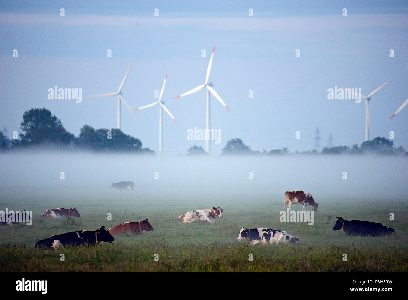 In der Wilster-Marsch Boden-Nebel bei Brokdorf. Lagernde Kuh-Herde, im Hintergrund ein Windpark. Stockfoto