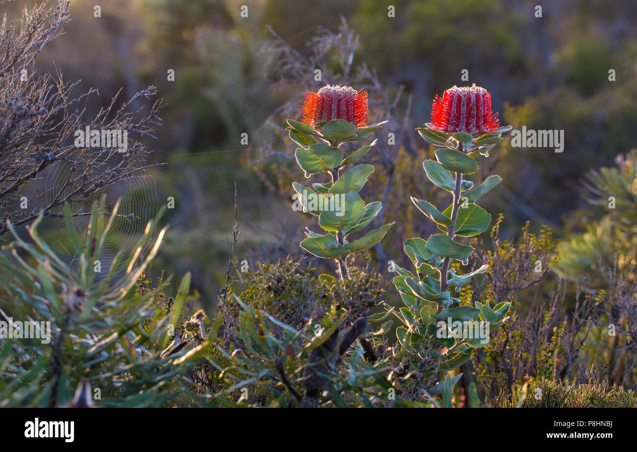 Scarlet Banksia (Banksia coccinea) in Küstengebieten, Heide, Cheynes Beach, south-west Western Australia. Auch als die Waratah Banksia oder Albany Bank bekannt Stockfoto