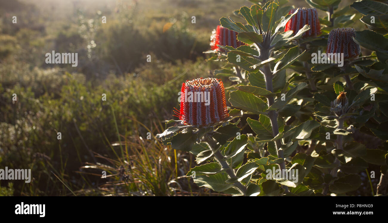 Scarlet Banksia (Banksia coccinea) in Küstengebieten, Heide, Cheynes Beach, south-west Western Australia. Auch als die Waratah Banksia oder Albany Bank bekannt Stockfoto