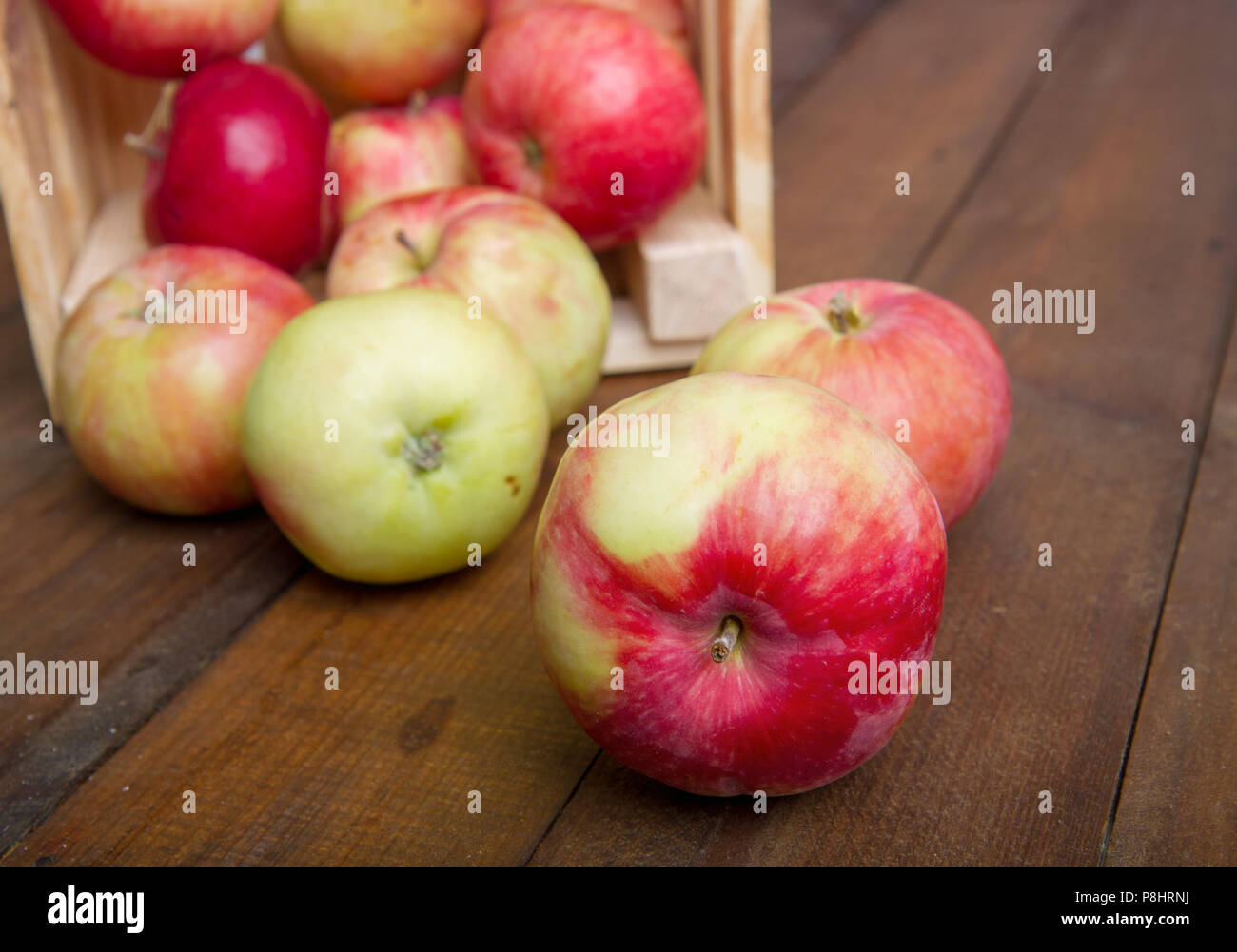Eine reife Ernte von Äpfeln in einer kleinen Holzkiste, die auf dem Hintergrund der dunkle Boards Stockfoto