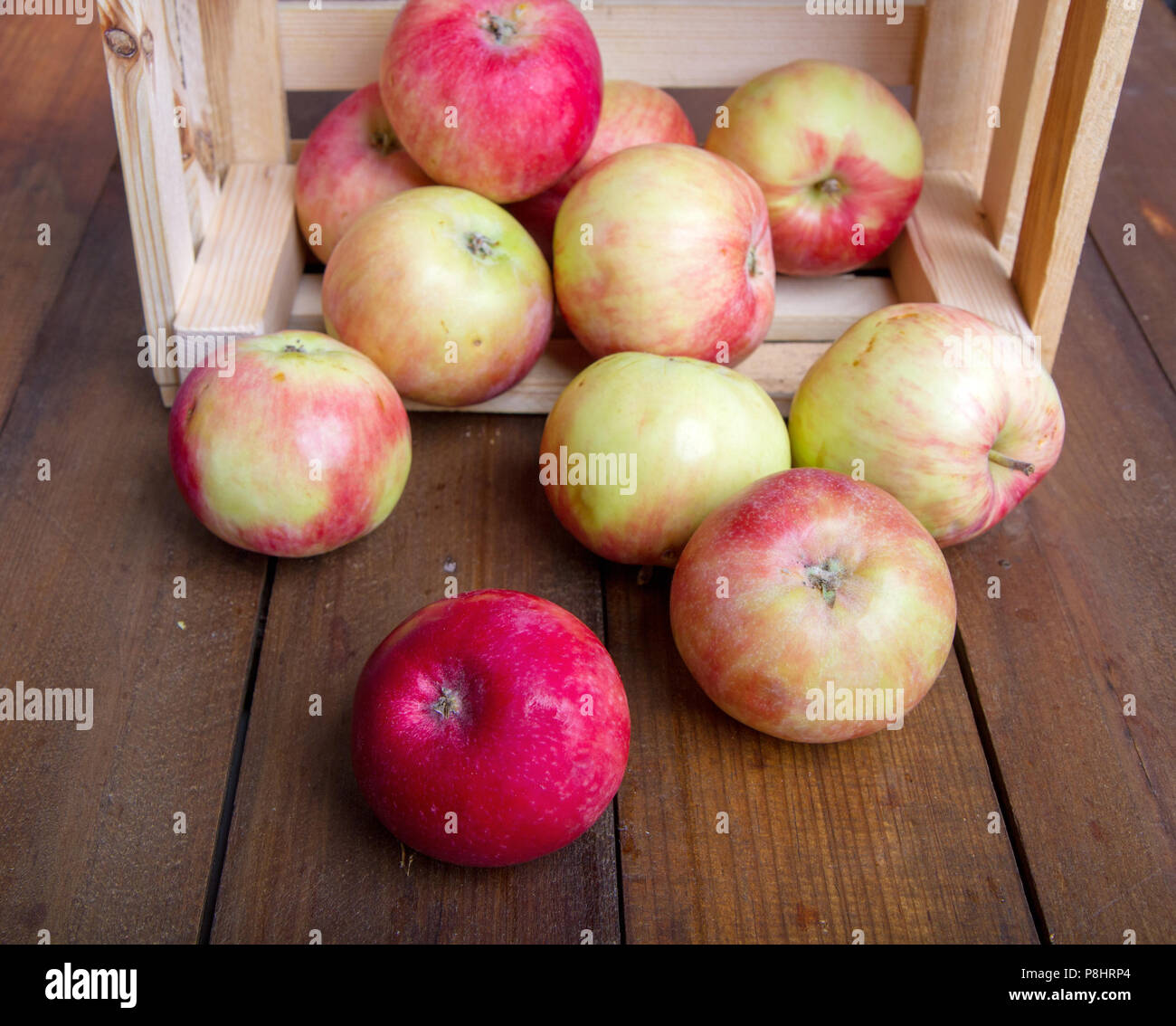 Eine reife Ernte von Äpfeln in einer kleinen Holzkiste, die auf dem Hintergrund der dunkle Boards Stockfoto