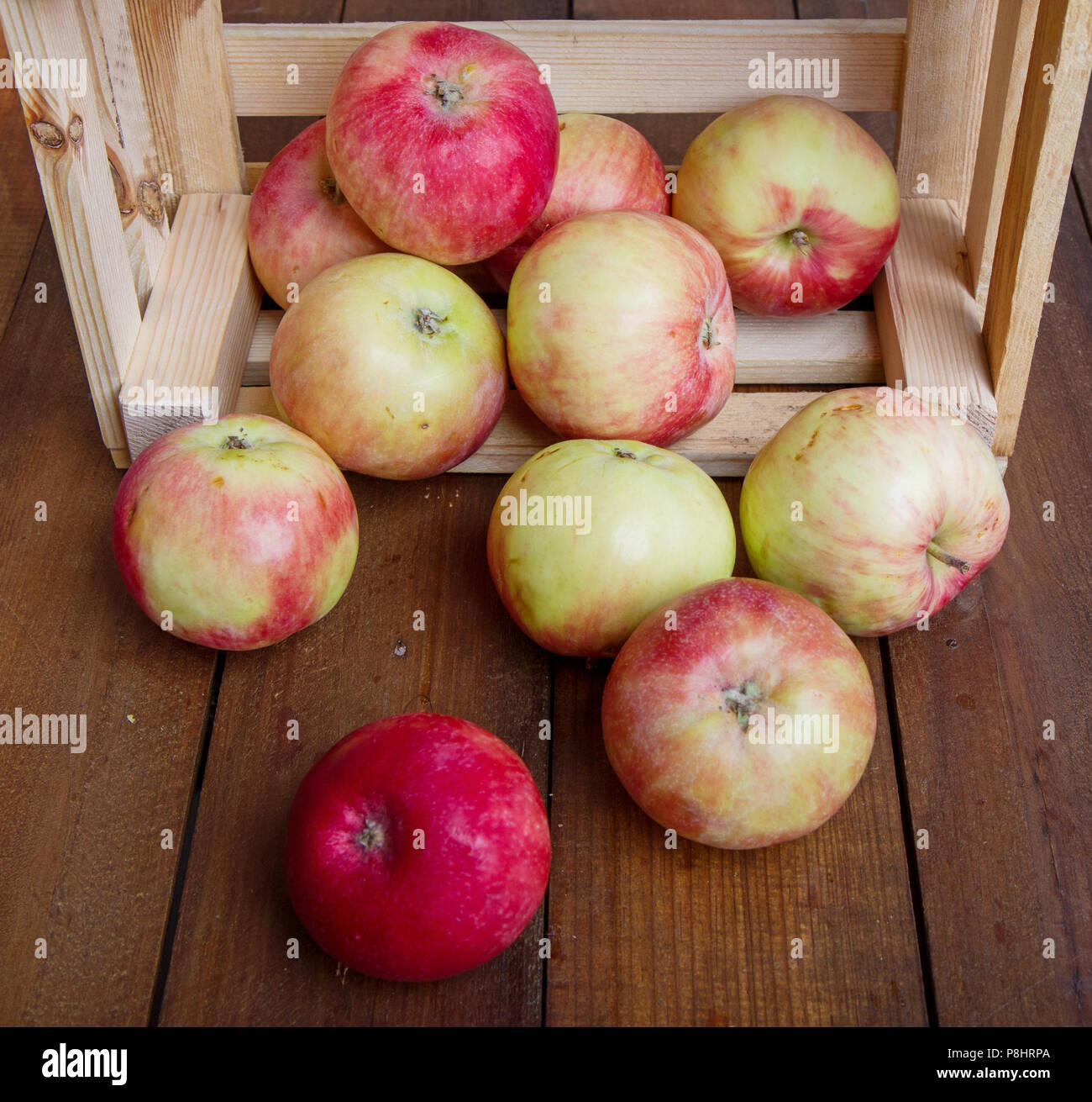 Eine reife Ernte von Äpfeln in einer kleinen Holzkiste, die auf dem Hintergrund der dunkle Boards Stockfoto
