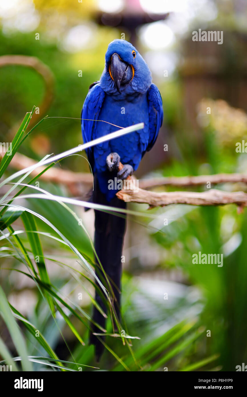 Blauer ara Papagei sitzen auf einem Ast Stockfotografie - Alamy