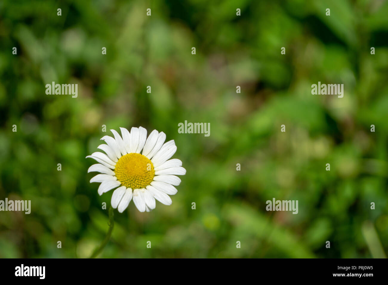 Einzelne gelbe und weiße Daisy Stockfoto