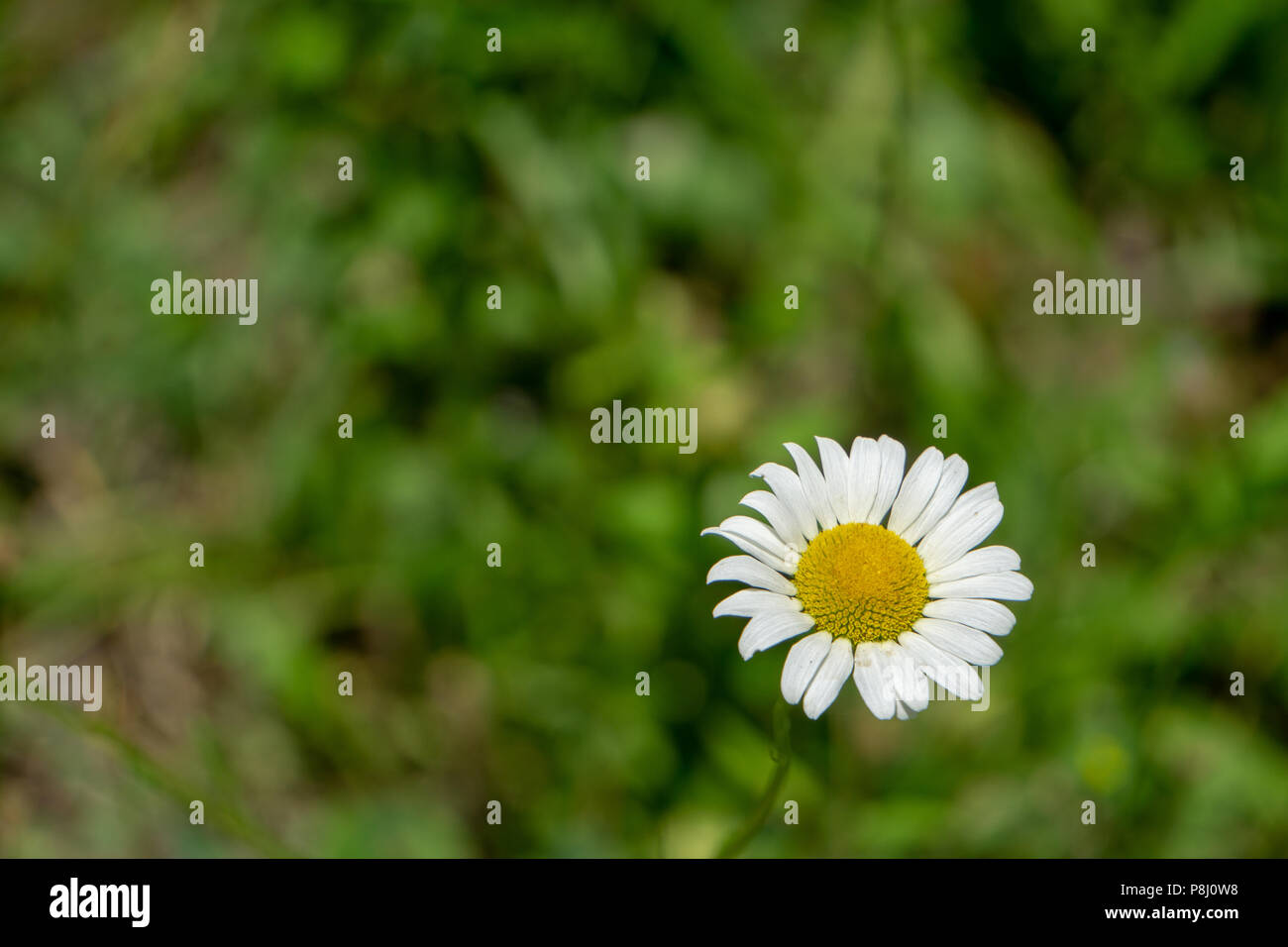 Einzelne gelbe und weiße Daisy Stockfoto