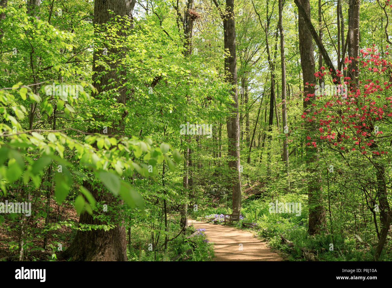 Frühling pathway in South Carolina Botanical Garden, Clemson, South Carolina, USA Stockfoto