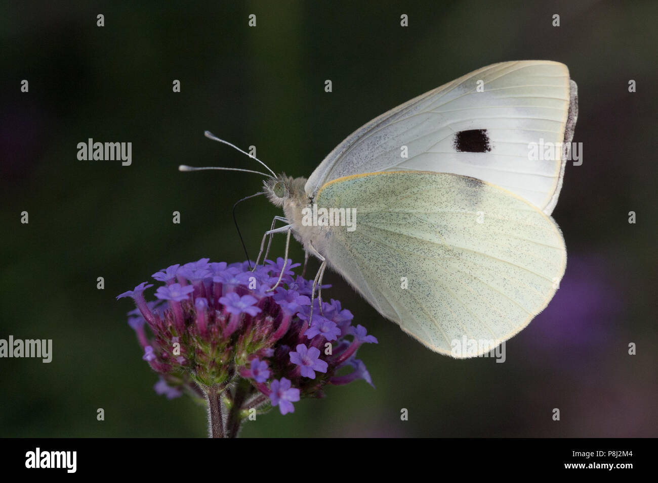 Große, weiße, Pieris brassicae, UK, Europa Stockfoto