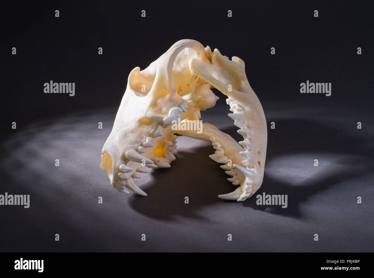 Isolierte Rotfuchs Schädel auf schwarzem Hintergrund Stockfoto