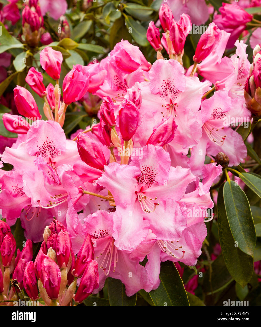 Rhododendron-Blüten in Norfolk, England, UK Stockfoto
