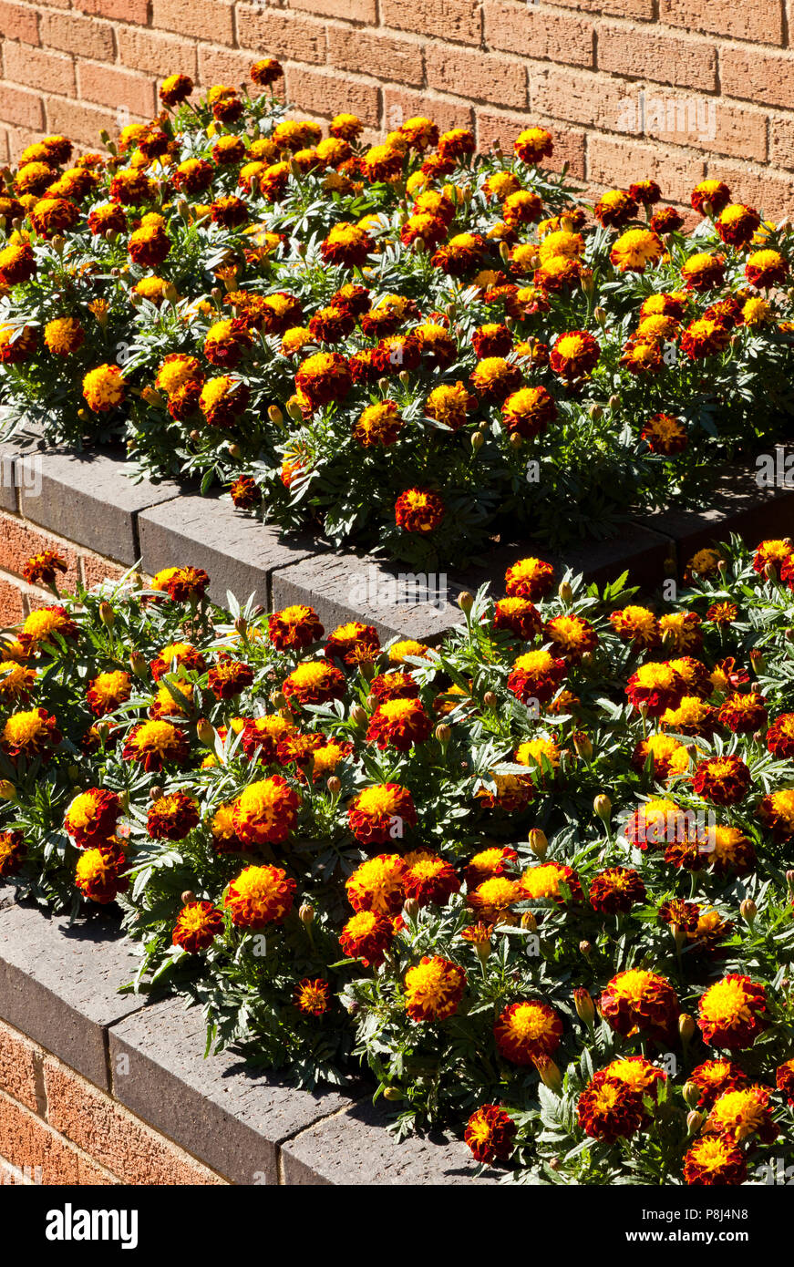 Ringelblumen in einem Blumenbeet auf einer Terrasse in einem privaten Garten Stockfoto