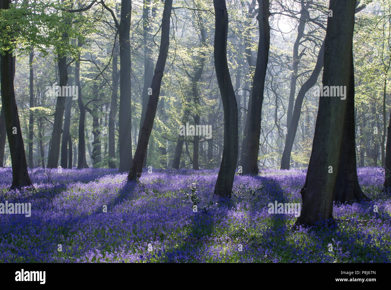 Feder Bluebell Wälder im den Chilterns, Oxfordshire Stockfoto