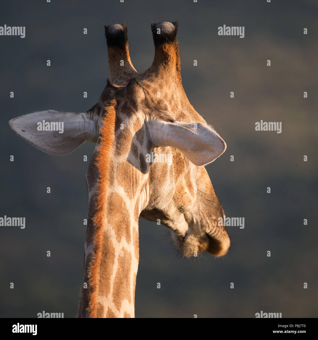 Nahaufnahme des Quadrats der Rückansicht des Kopfes einer südafrikanischen oder Kapgiraffe (G. g. g.G. giraffa), die im Pilanesberg National Park zu Fuß unterwegs ist Stockfoto