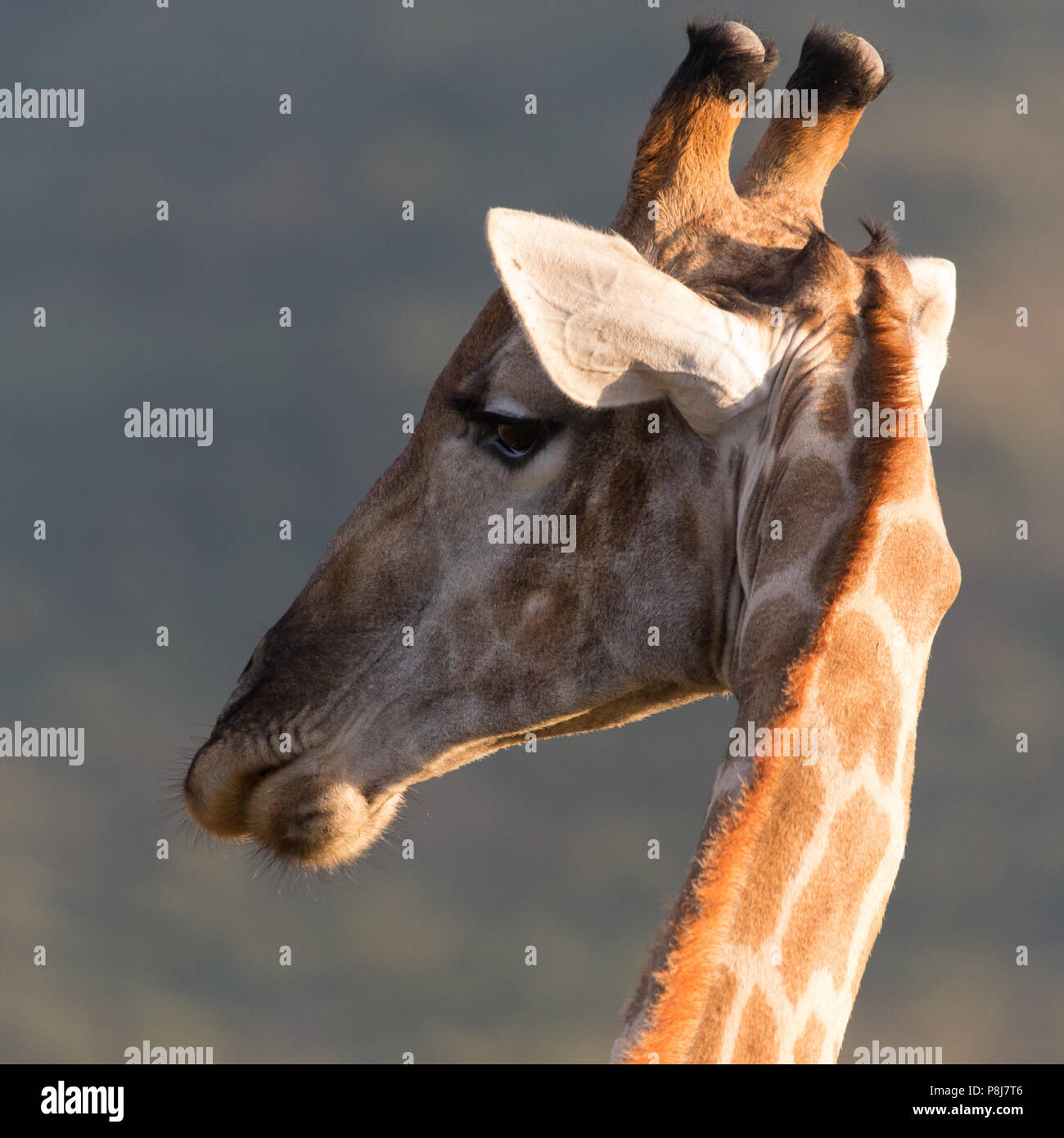 Nahaufnahme quadratische Aufnahme des Hinterkopfes der südafrikanischen oder Kap-Giraffe (G. g.g. giraffa) mit Seitenansicht des Pilanesberg National Park, Südafrika Stockfoto