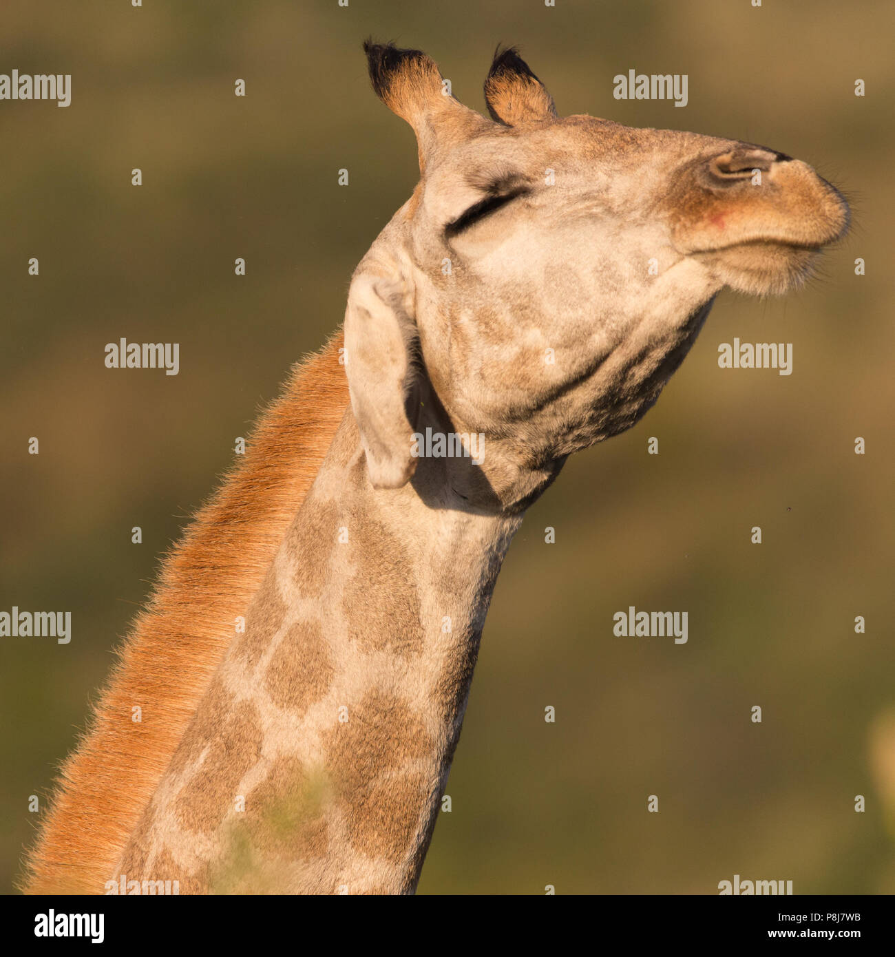Quadratisches Bild und Nahaufnahme des südafrikanischen oder der Cape Giraffe (G.G. Giraffa), das mit geschlossenen Augen den Kopf schüttelt, im Pilanesberg Nationalpark, Südafrika Stockfoto