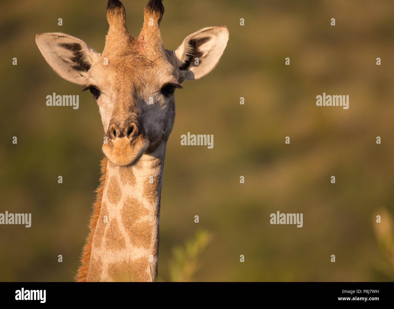 Nahaufnahme einer südafrikanischen oder Kapgiraffe (G. g.g. Giraffa), die am frühen Morgen im Pilanesberg National Park in Südafrika der Kamera gegenübersteht Stockfoto