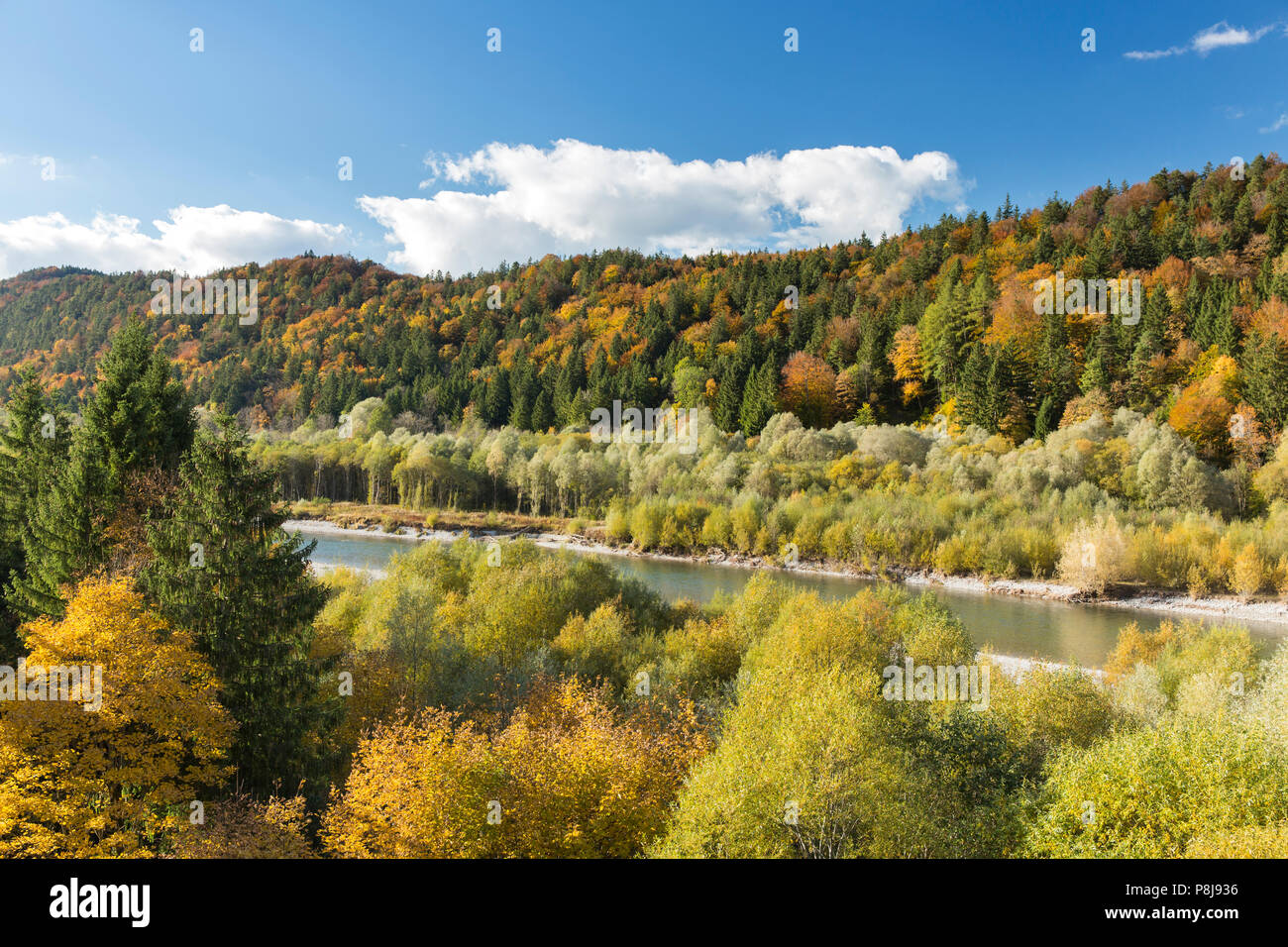 Der Fluss Lech mit herbstlichen Wald in der Nähe der Ziegelwiesen, Füssen, Bayern, Deutschland Stockfoto