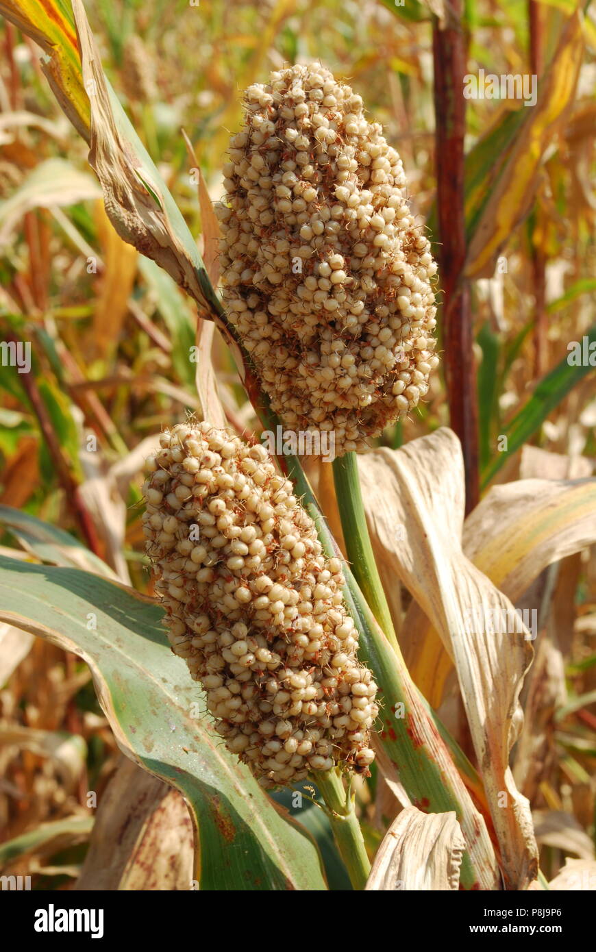 Naturlichtfotografie über Sorghum Stockfoto