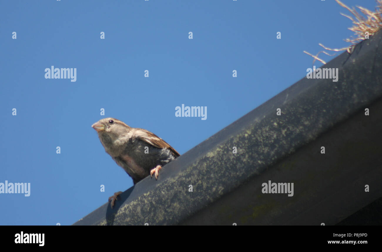 Spatz Stockfoto