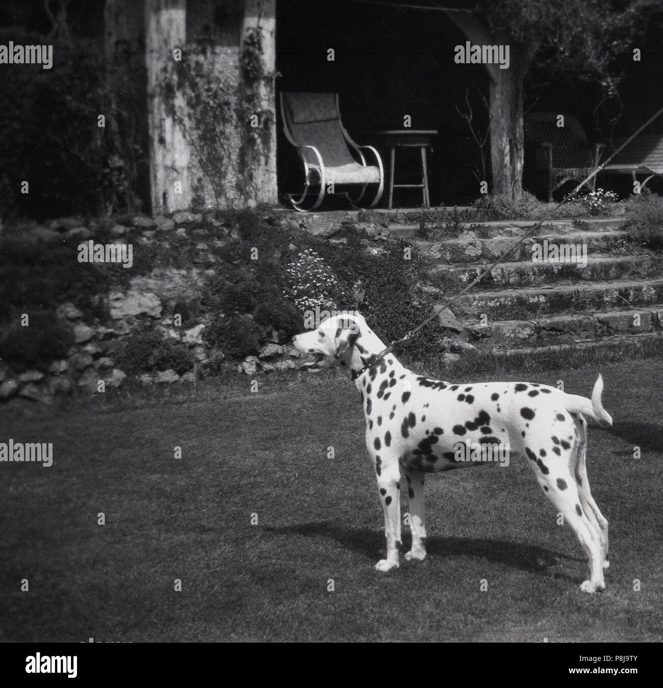 1940er Jahre, eine gesunde Dalmatiner Hund an der Leine, stehen draussen auf dem Rasen Garten hinter England, UK. Stockfoto