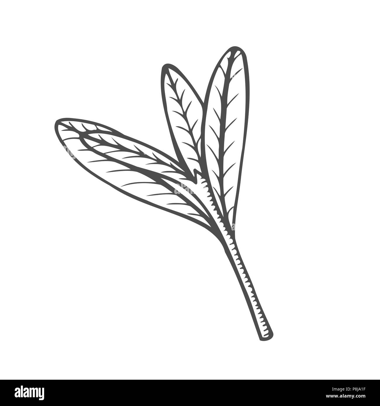 Skizze Zweig der Blätter von Hand auf einem isolierten Hintergrund Stock Vektor