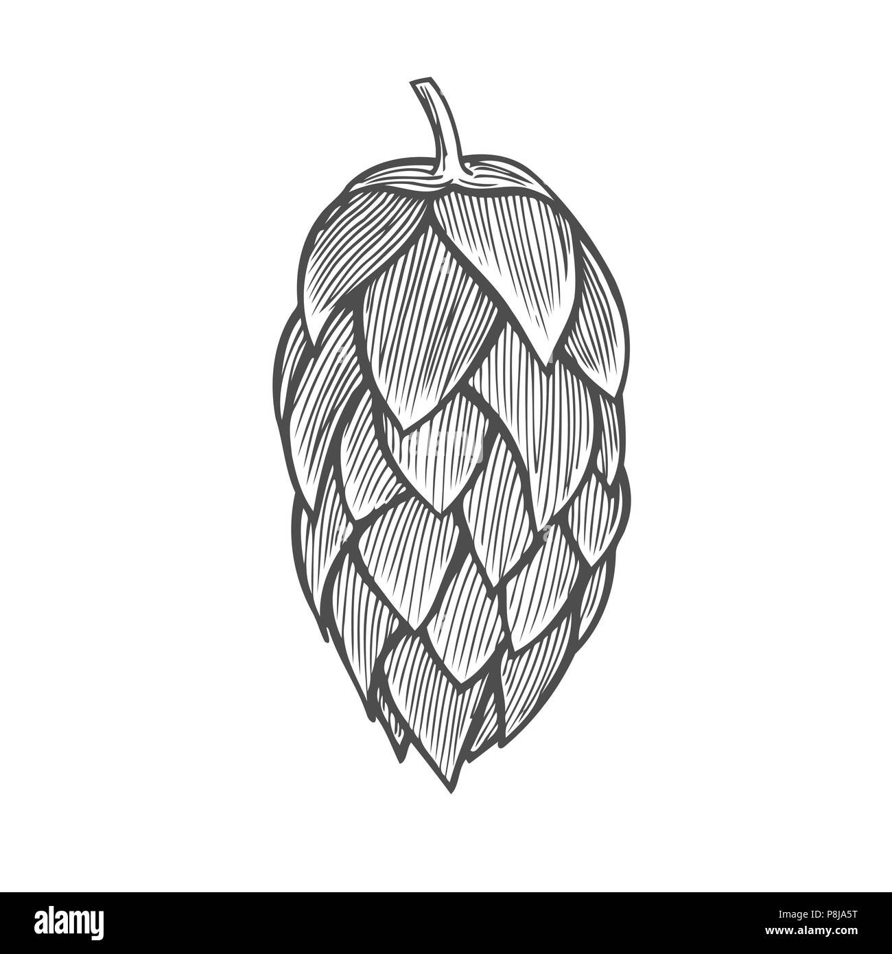 Hand gezeichnet Vector Illustration von Hopfen. Auf weissem Hintergrund. Hand Vector Illustration gezeichnet. Retro Style. Stock Vektor