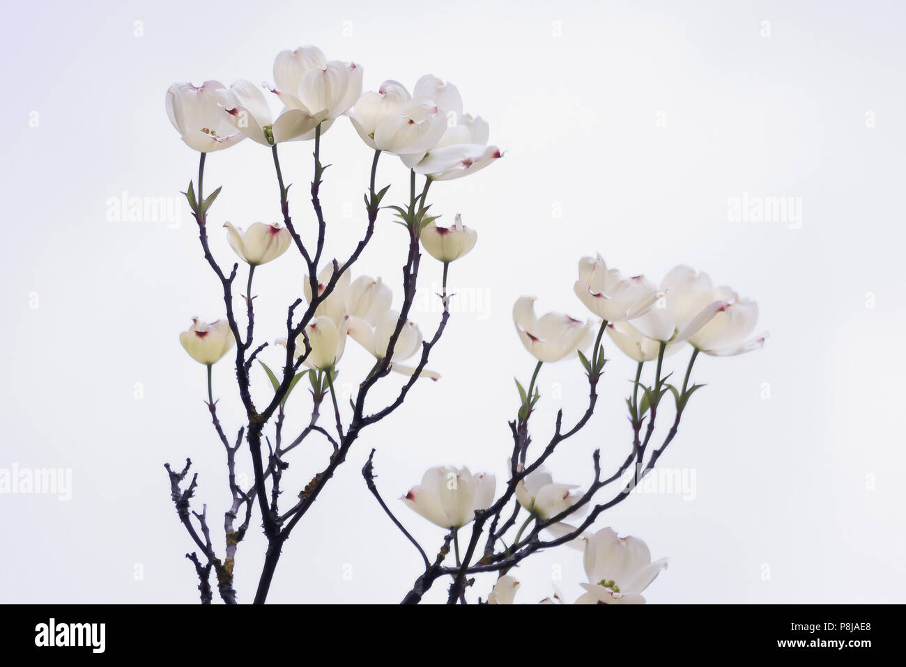 White Magnolia Bush, Fest Stockfoto