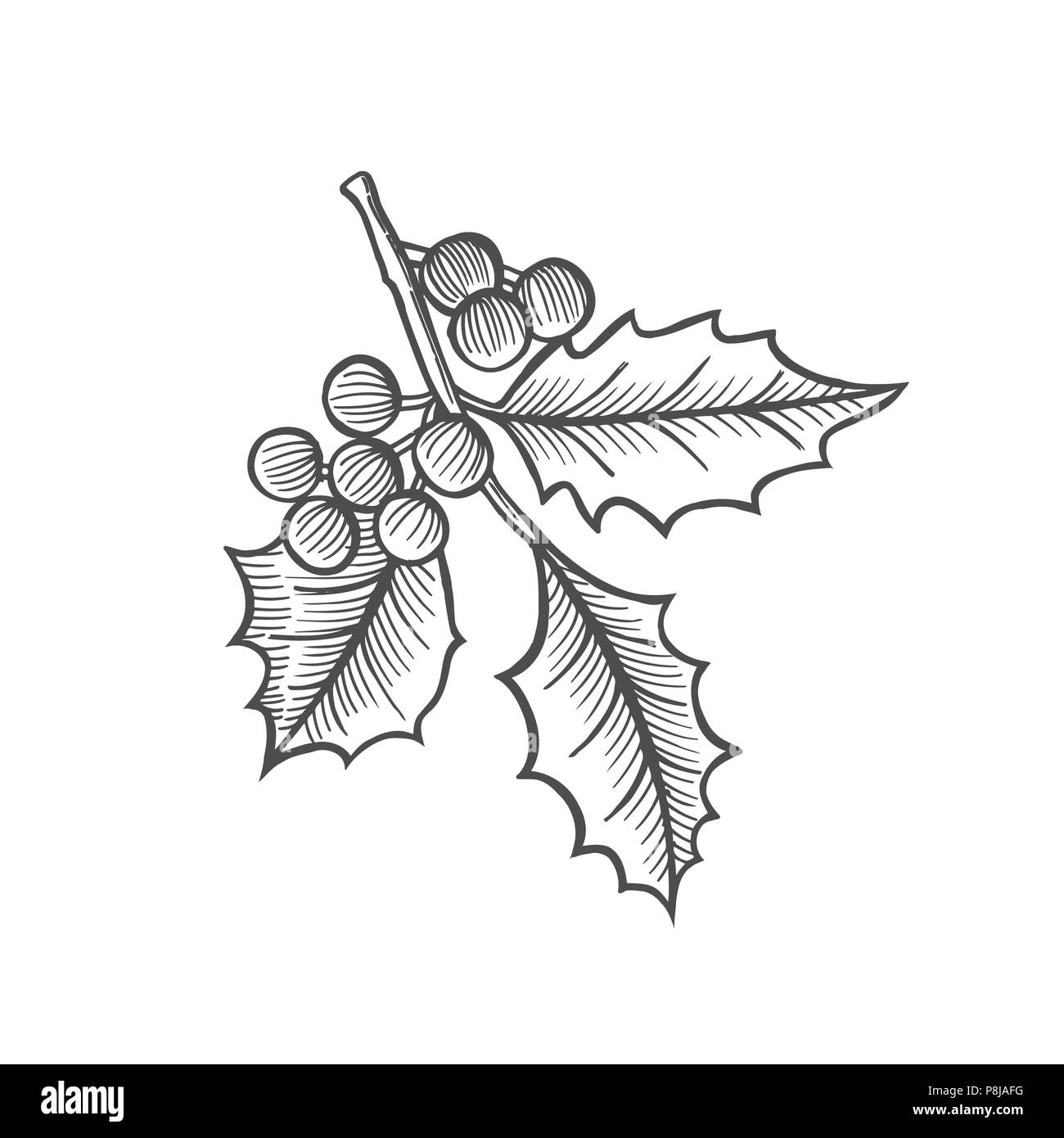 Tuschezeichnung des Mistel Ast mit Blätter, Früchte. Monochrom Design Element für Web, Print Vektor illustration Stock Vektor