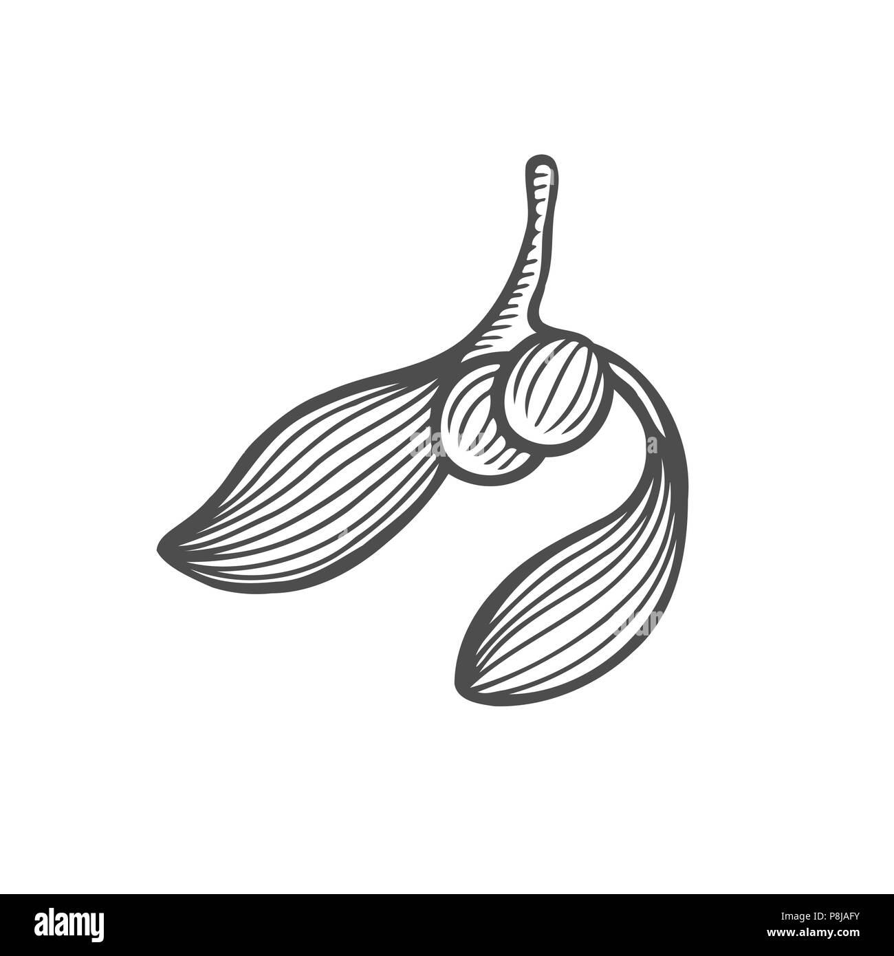 Tuschezeichnung des Mistel Ast mit Blätter, Früchte. Monochrom Design Element für Web, Print Vektor illustration Stock Vektor