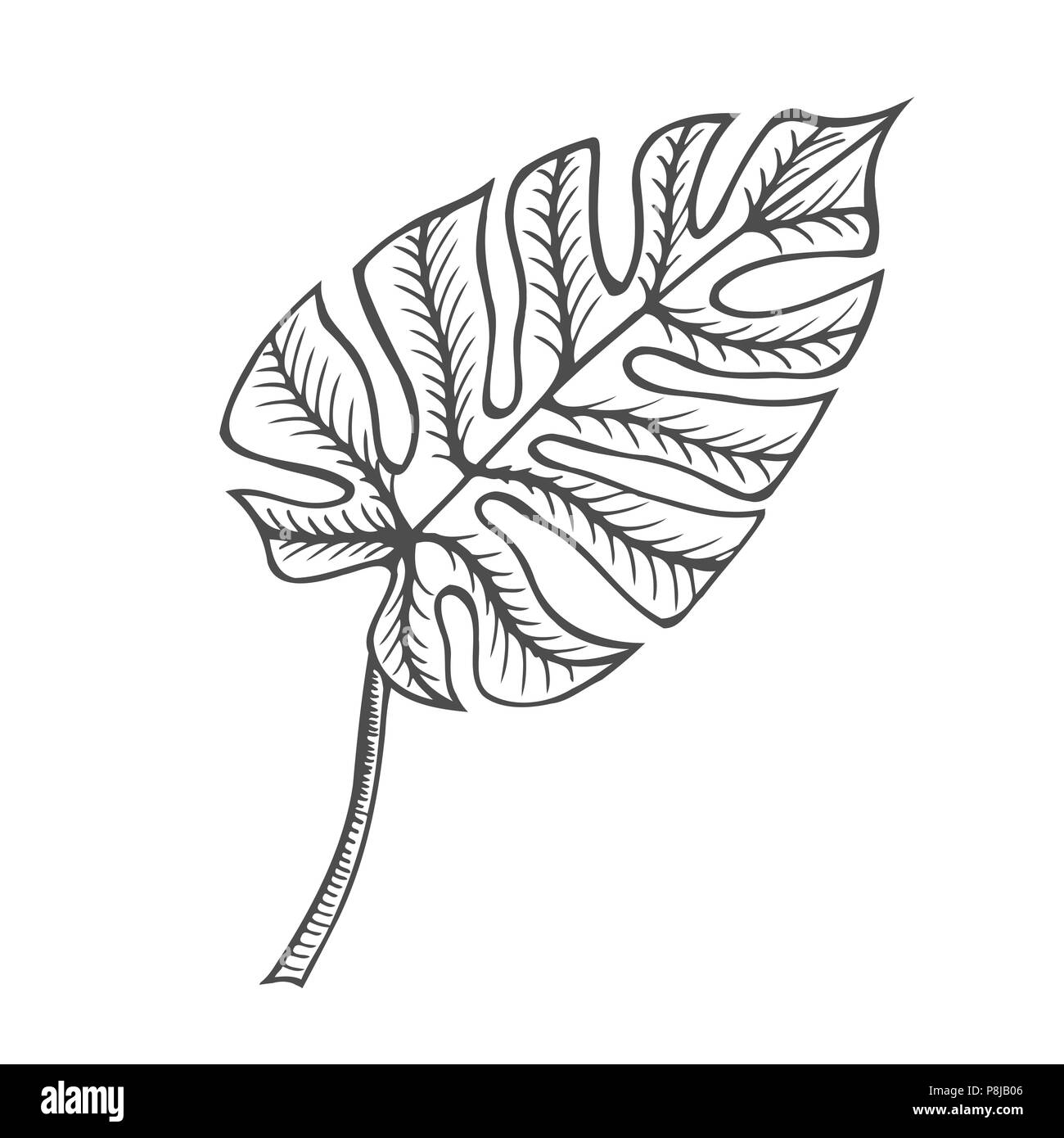 Monstera blatt Abbildung, Zeichnung, Gravieren, Tinte Linie kunst Vektor Stock Vektor