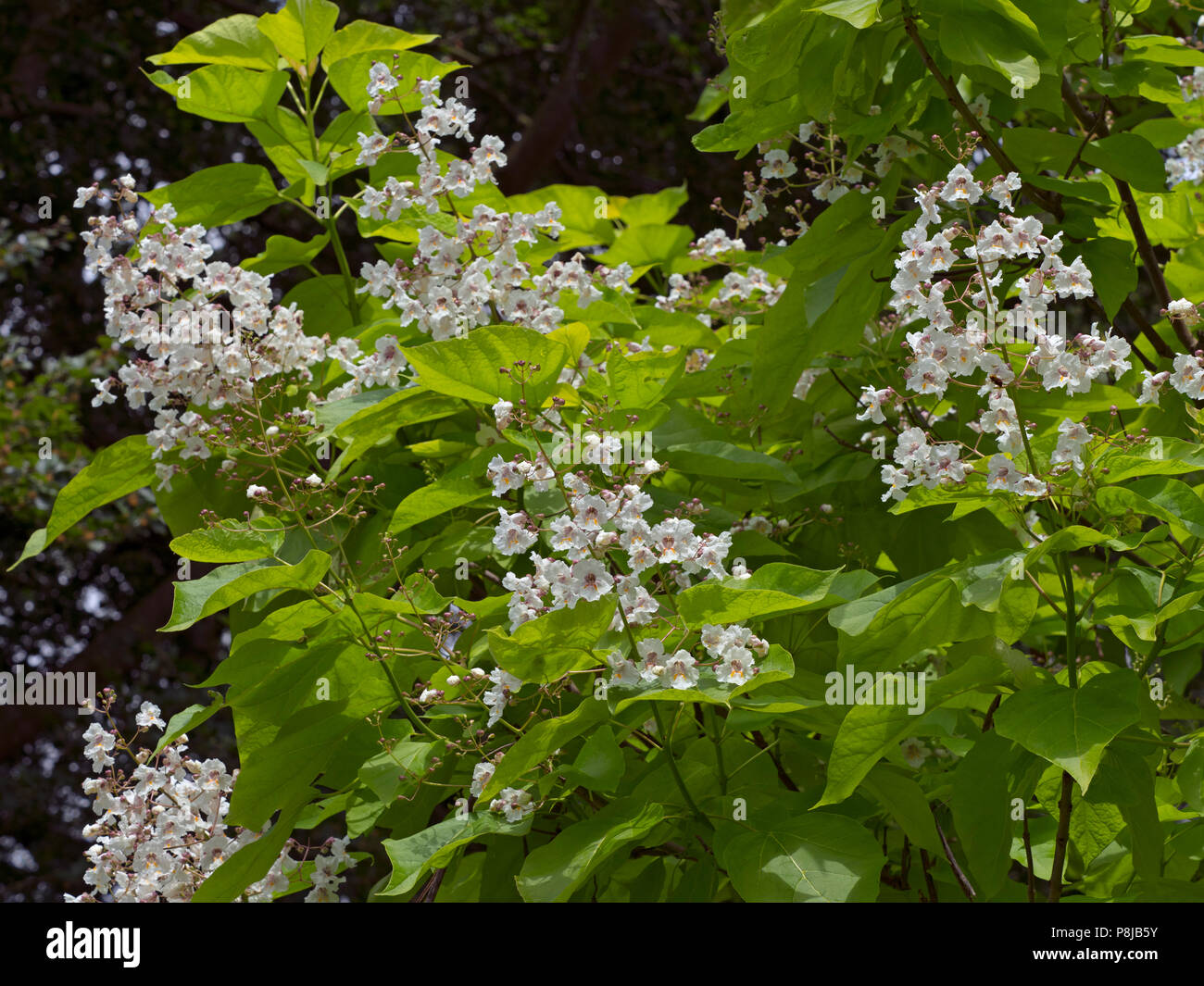 Southern catalpa Catalpa bignonioides in Blume Stockfoto