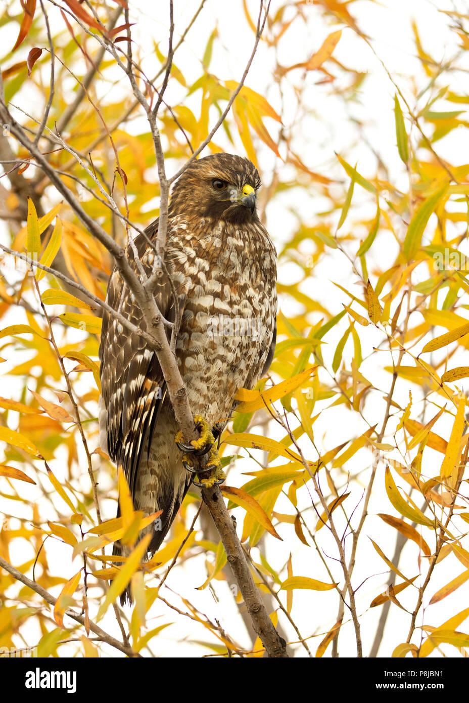 Unreifen roten Schultern Hawk (Buteo lineatus) in Willow Tree mit Herbst Farbe gehockt Stockfoto