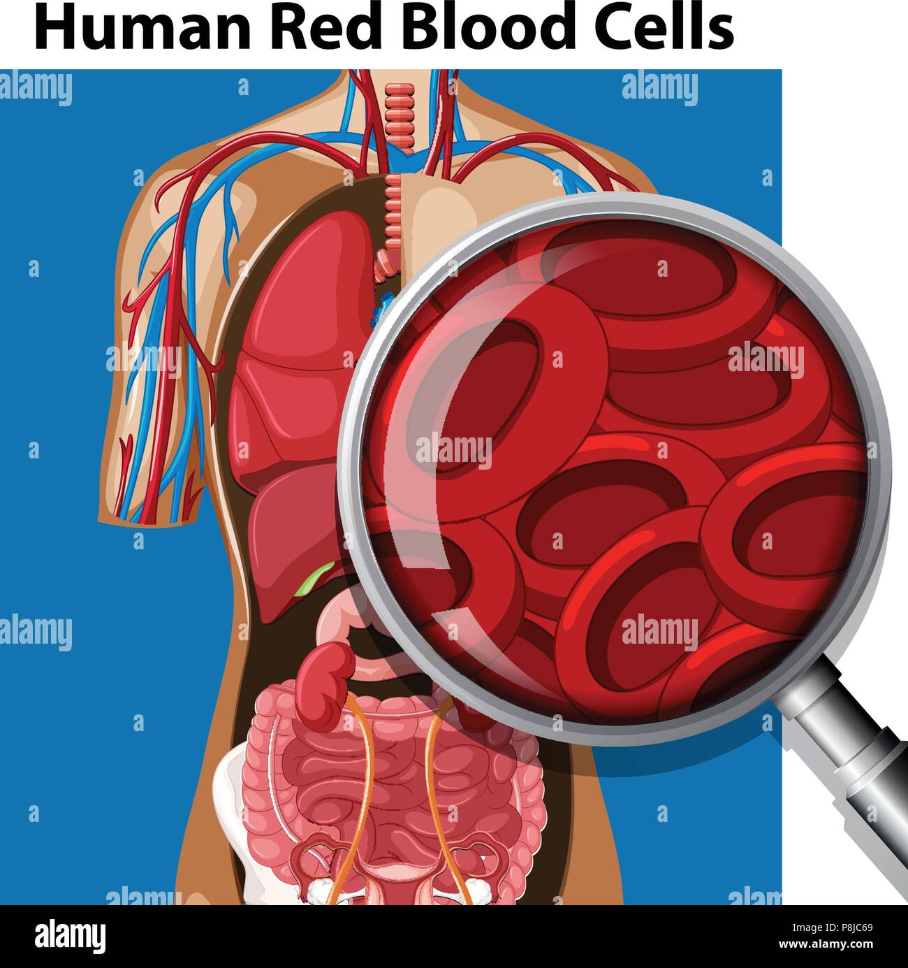 Anatomie der menschlichen roten Blutkörperchen Abbildung Stock