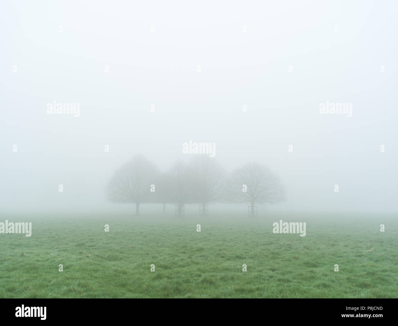 Bäume im Nebel Stockfoto