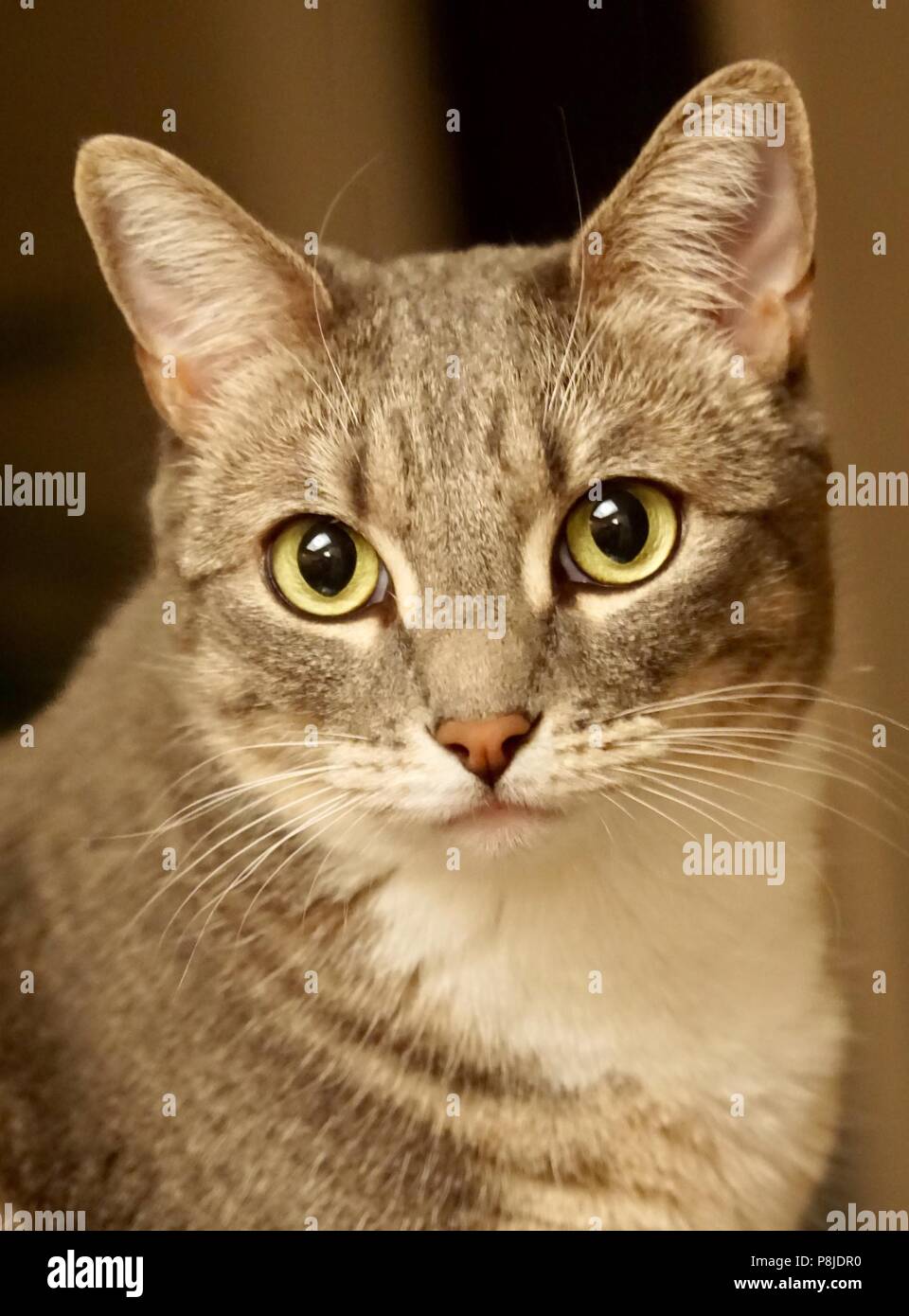 Coole katzen -Fotos und -Bildmaterial in hoher Auflösung – Alamy