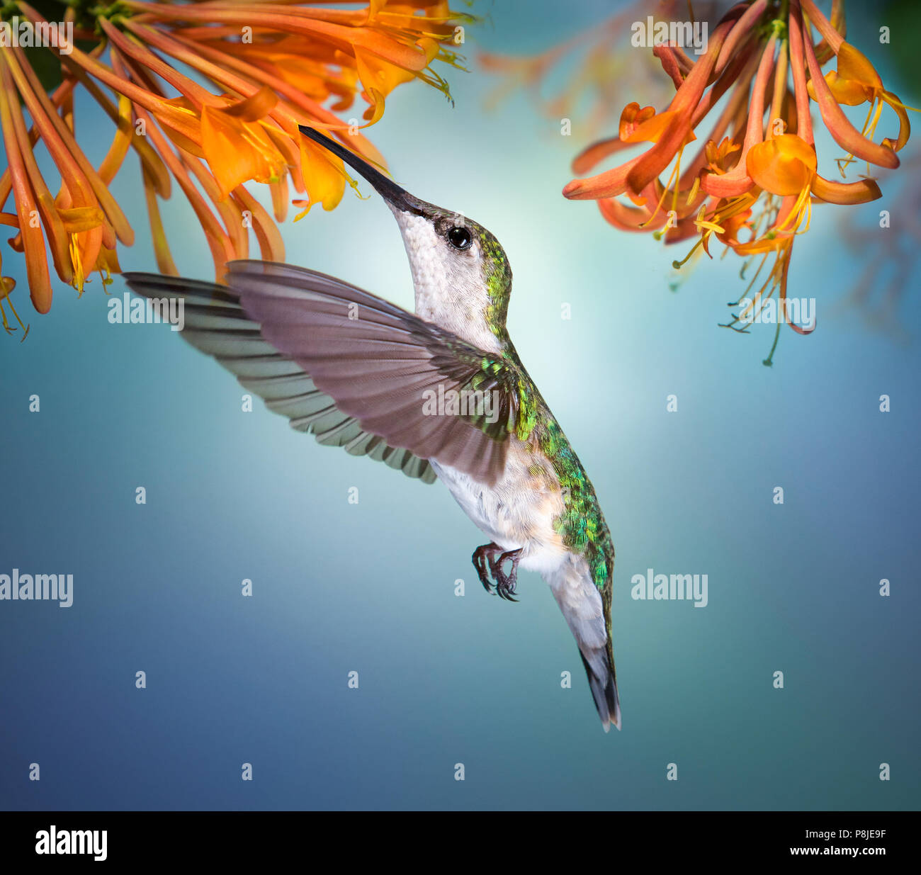 Eine weibliche Ruby throated hummingbird schweben und trinken Nektar von Orange geißblatt Weinstock im Garten. Stockfoto