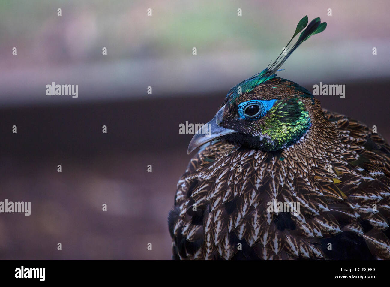 Eine Monal Fasan Henne (weiblich) Uhren vorsichtig wie Ihr Foto gemacht wird. Bild zeigt dieses nationalen Vogel von Nepal (meistens) im Profil gegen eine Soft Focus b Stockfoto