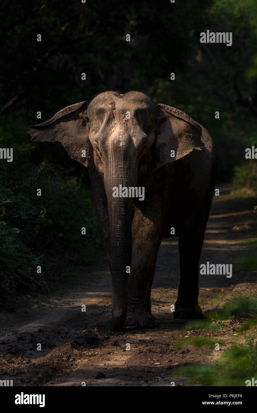 Asiatischer Elefant oder Asiatischen Elefanten oder Elephas maximus bei Jim Corbett National Park in Uttarakhand in Indien Stockfoto