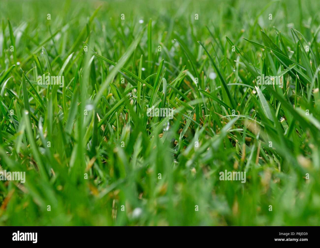 Tautropfen auf Rasen Stockfoto