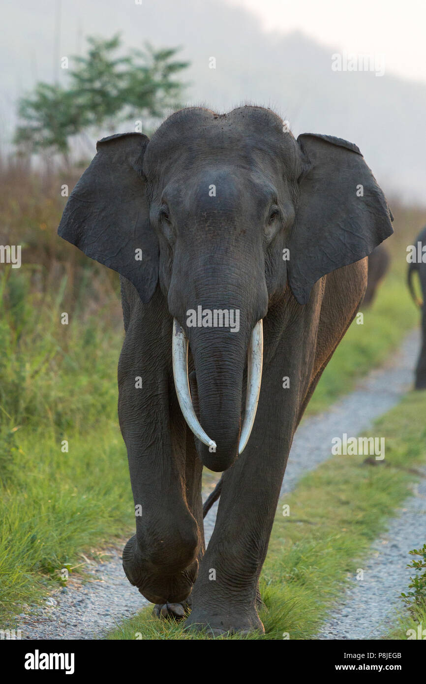 Asiatischer Elefant oder Asiatischen Elefanten oder Elephas maximus auf der Straße bei Jim Corbett National Park in Uttarakhand in Indien Stockfoto