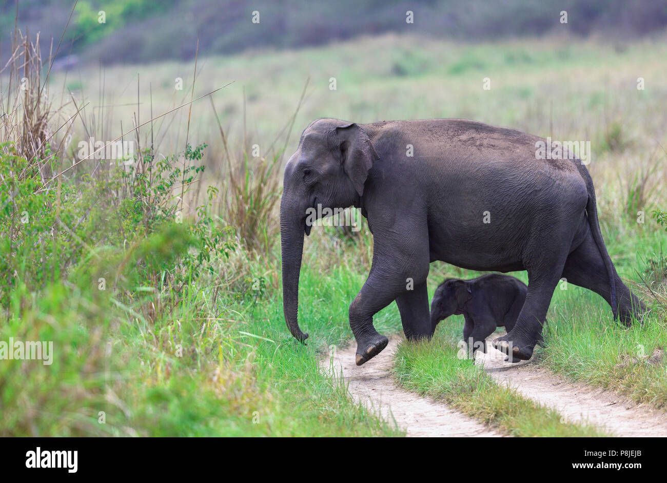 Asiatischer Elefant oder Asiatischen Elefanten oder Elephas maximus Mutter und Kalb Überqueren der Straße bei Jim Corbett National Park in Uttarakhand in Indien Stockfoto