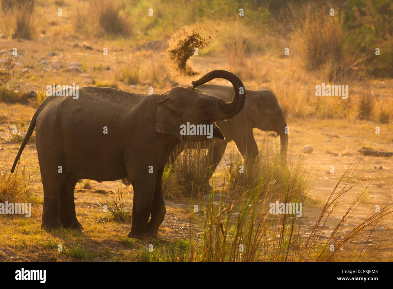 Asiatischer Elefant oder Asiatischen Elefanten oder Elephas maximus, Schlammbad bei Jim Corbett National Park in Uttarakhand in Indien Stockfoto
