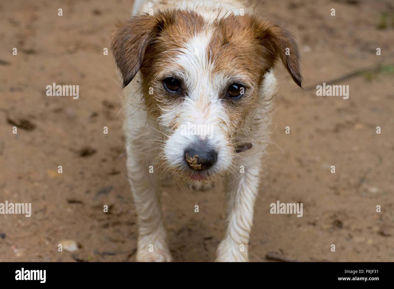 DIRTY JACK RUSSELL HUND MIT SCHLAMM AUF DER NASE Stockfoto