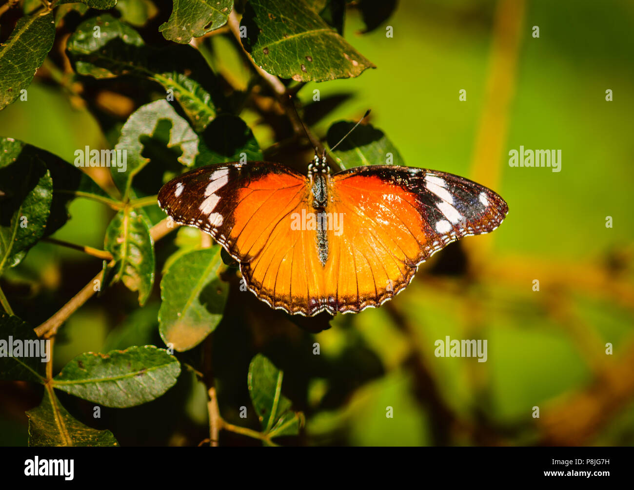 Ein Schmetterling ruht auf einem Zweig mit seinen Flügeln verteilt Stockfoto