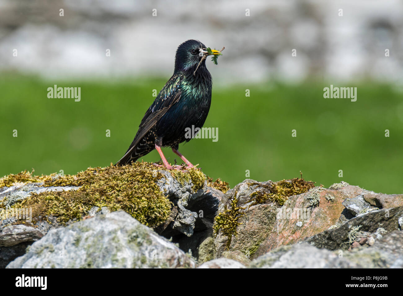 Common Starling/Europäischen Star (Sturnus vulgaris) mit Zweig im Schnabel für Gebäude nest innen Trockenmauer im Frühjahr, Schottland, Großbritannien Stockfoto