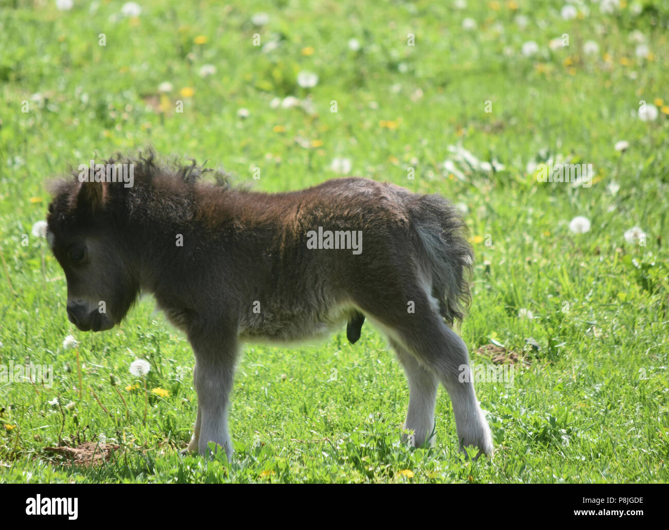 Cute Shaggy Schwarz Miniatur Pferd Fohlen Auf Wackligen Beinen Stockfotografie Alamy
