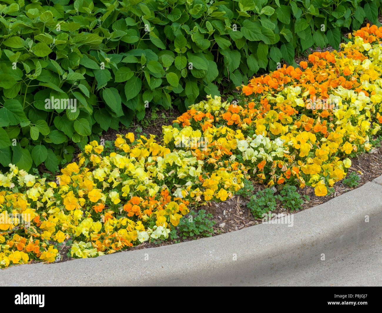 Bunte Farben Gelb und Orange Blume Grenze mit frischen Frühling blühende  Bodendecker unter grünen Sträuchern in einer konkreten Surround  Stockfotografie - Alamy