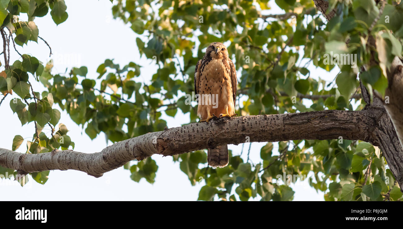 Hawk in einem Baum, Vegreville, Alberta, Kanada Stockfoto