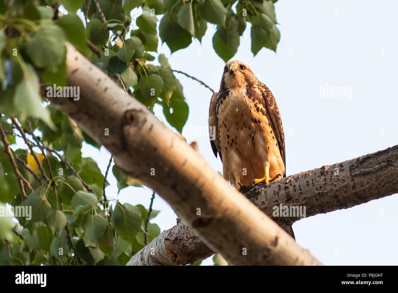 Hawk in einem Baum, Vegreville, Alberta, Kanada Stockfoto