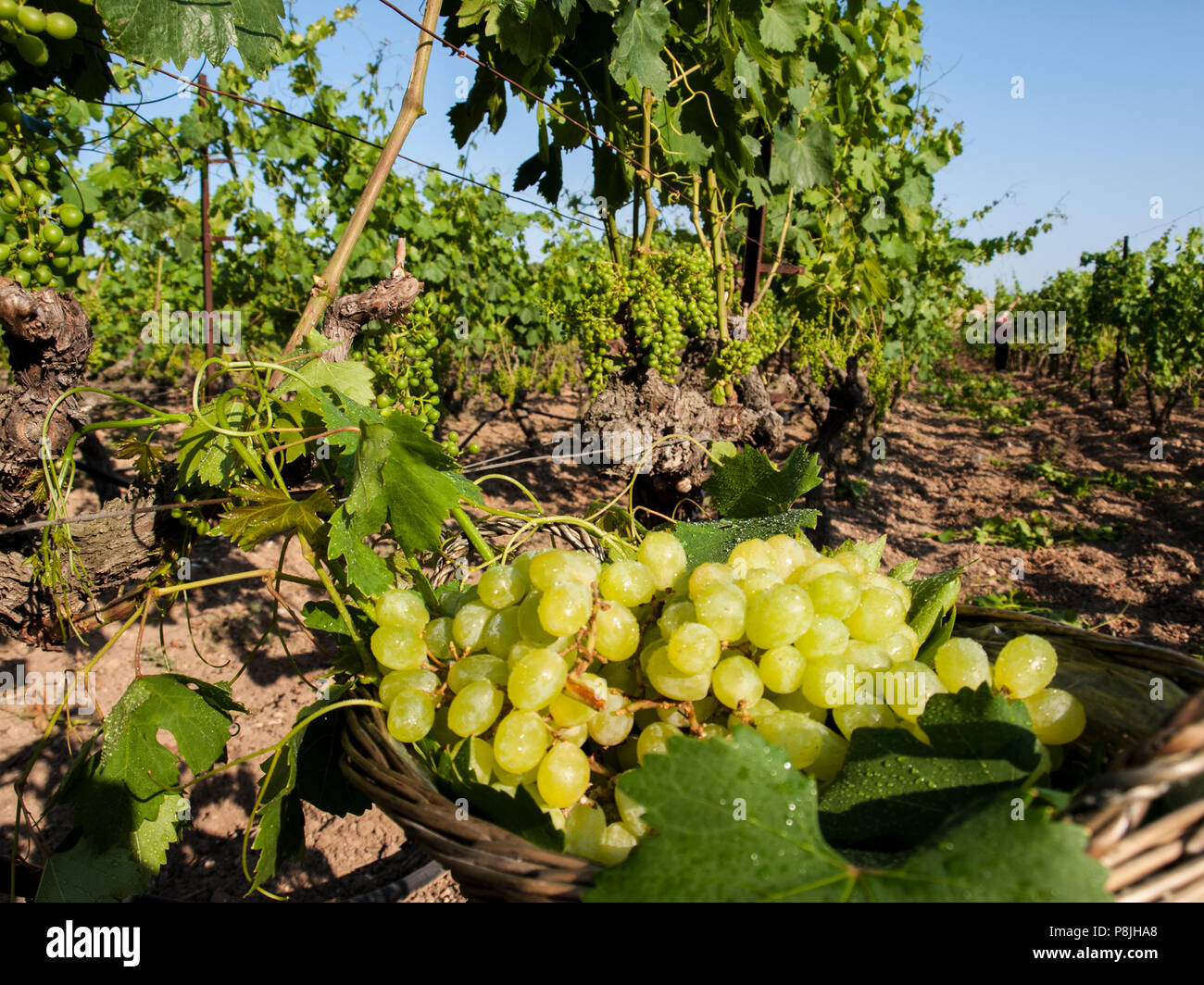 Trauben auf einem Korb Stockfoto